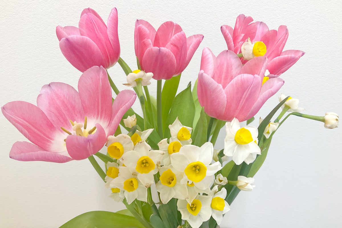 院内のお花