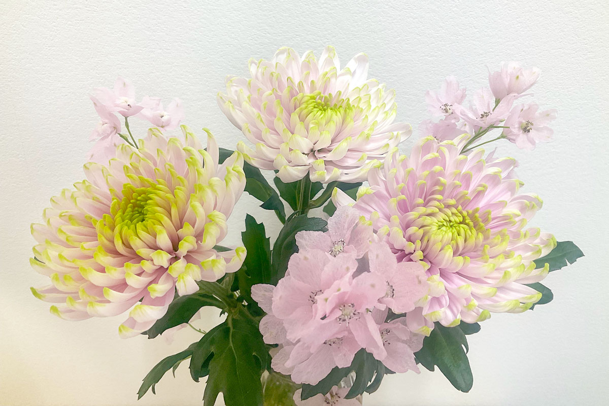 院内のお花