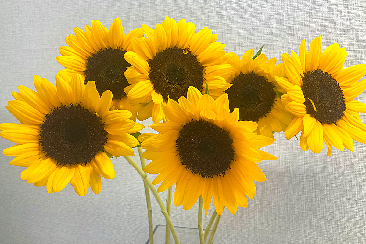 院内のお花