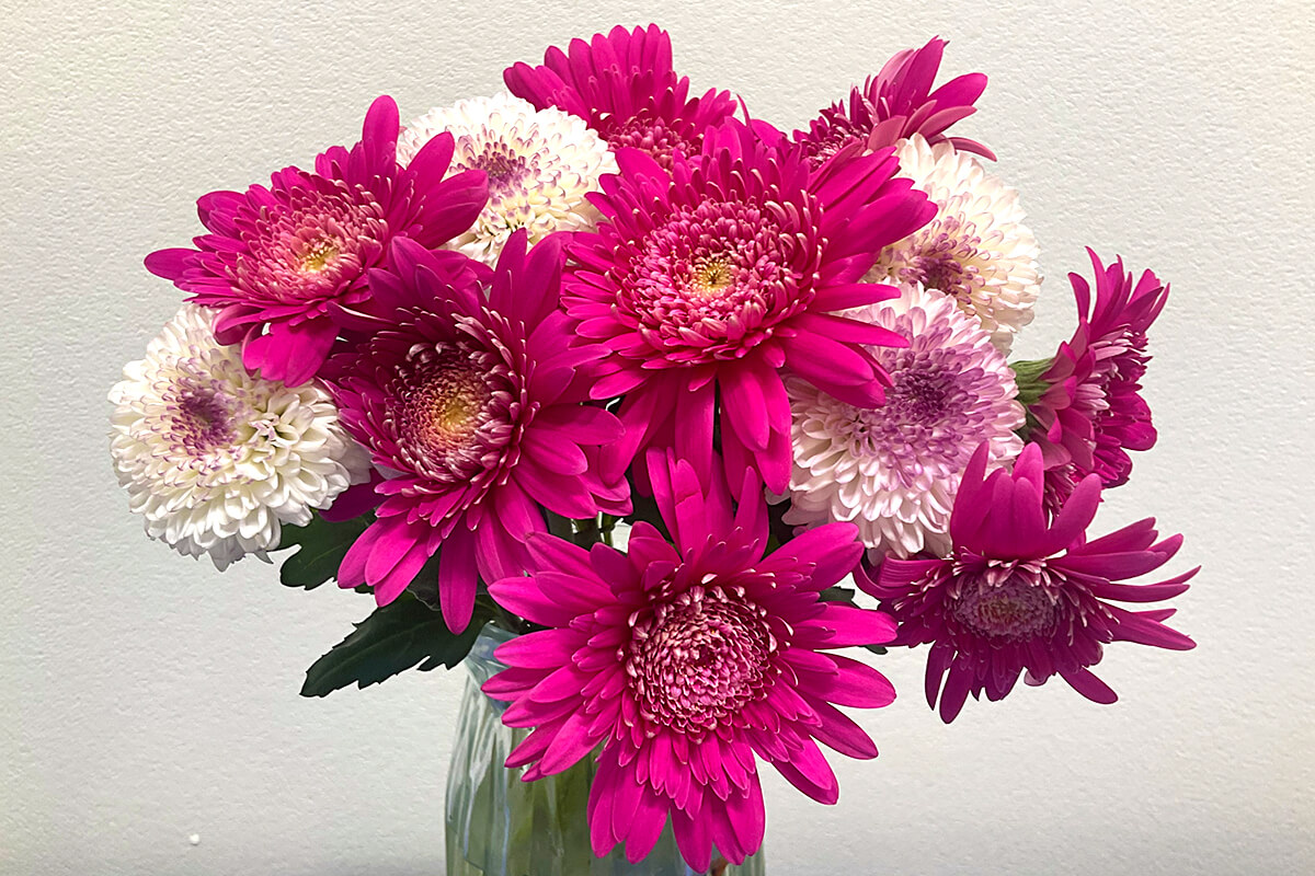 院内のお花