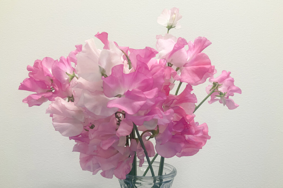 院内のお花