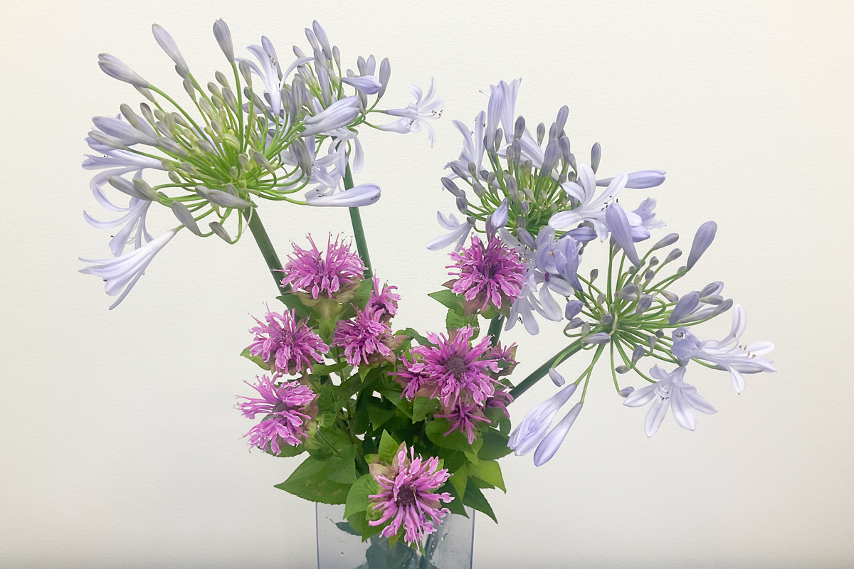 院内のお花